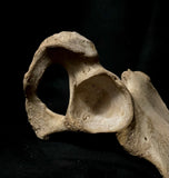 Human hip bone