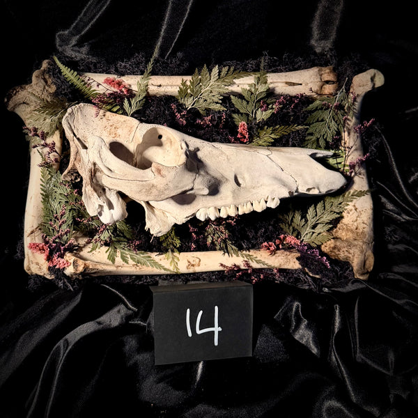 Item 14. Pig skull bone frame