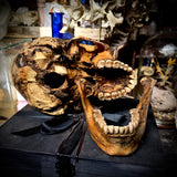 Human skull with mandible
