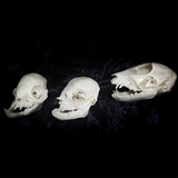 Deformed piglet Skull