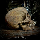 Human skull with mandible