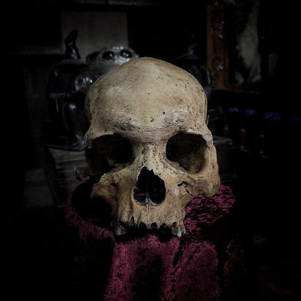 Human skull