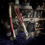 Medically Articulated (Right) Human Leg & Foot