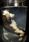 Item 7. Wet kitten
