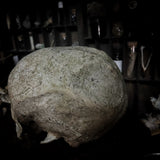 Human skull