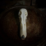 Duck Skull