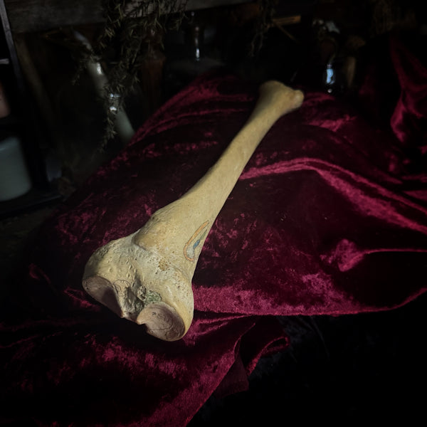 Adam Rouilly Human tibia (shinbone)