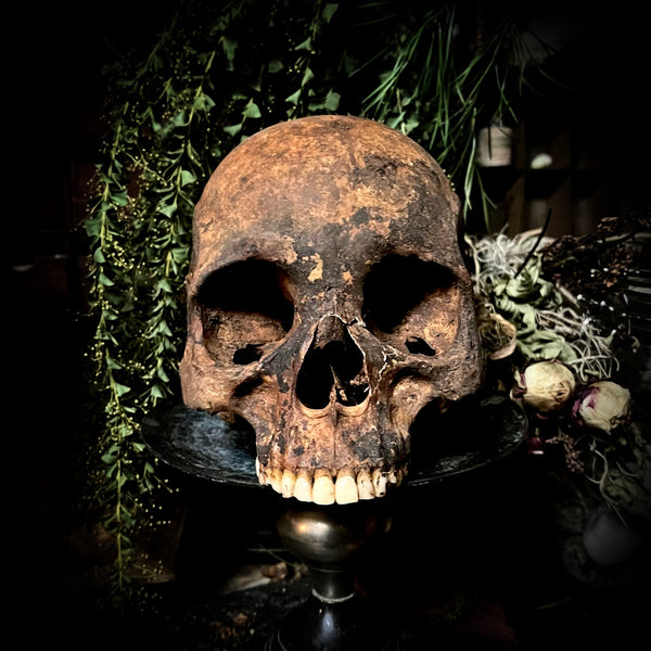 Human skull