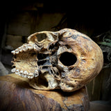 Human skull