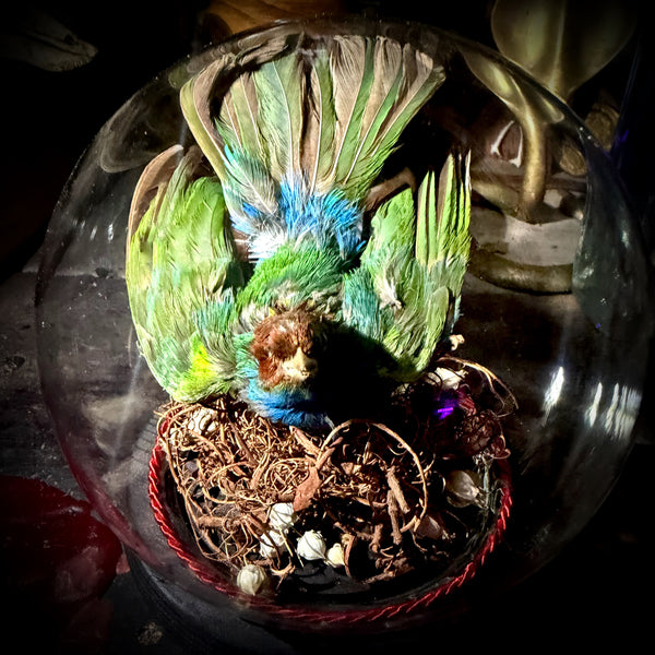 Taxidermy tanager