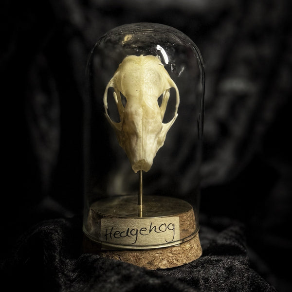 “Hedgehog skull” in a glass dome