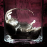 Wet Specimen “Brown Mouse”