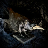 Item 6. Taxidermy rook