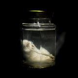 Wet Specimen “White Mouse”