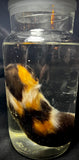 Item 6. Wet kitten