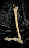 Articulated lower leg with foot