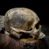 Human skull *COMPETITION*