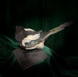 Taxidermy Magpie