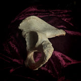 Adam Rouilly Human hip bone