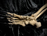 Articulated lower leg with foot