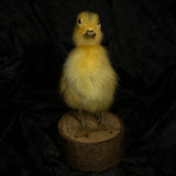 Taxidermy “Duckling”