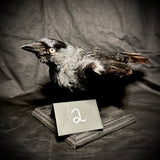 Item 2. Taxidermy jackdaw