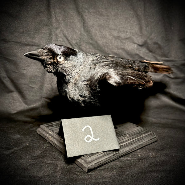 Item 2. Taxidermy jackdaw