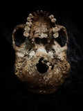 Human skull