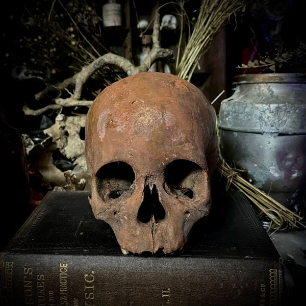 Child skull