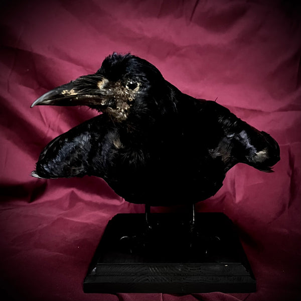 Taxidermy Rook