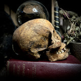 Human skull with mandible