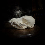 Dog Skull (with prominent overbite)