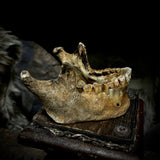 A mandible