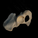 Human hip bone