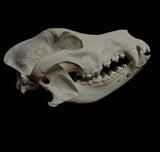 Dog Skull - A Female “Slovak Cuvac”