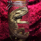 Wet Specimen “Bearded Dragon”
