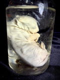 Item 7. Wet fetal kitten