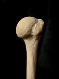 Human humerus bone