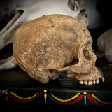Human skull