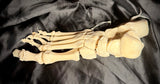 Item 10. Human foot