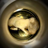 Item 20. Wet Fetal Guinea pig