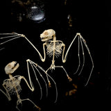 Dancing bats