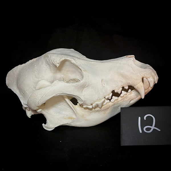 Item 12. Alaskan malamute skull