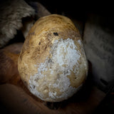 Large human skull with mandible