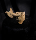 A mandible