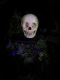 Human child skull