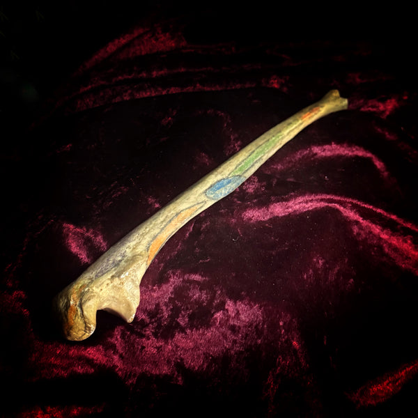 Adam Rouilly Human ulna