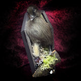 Taxidermy “Duckling in mini coffin”