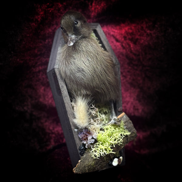 Taxidermy “Duckling in mini coffin”