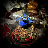 Taxidermy honeycreeper